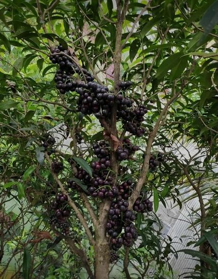 Gowok (Syzygium polycephalum)