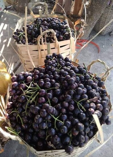 Gowok (Syzygium polycephalum)