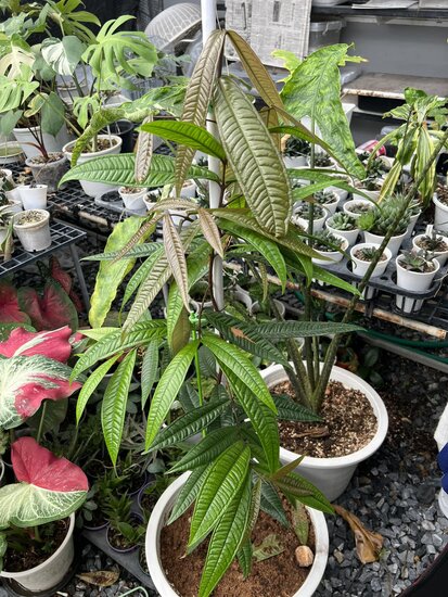 Gowok (Syzygium polycephalum)