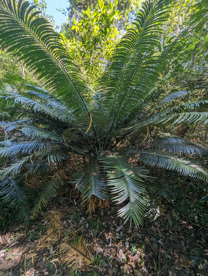 Palmenfarn (Cycas glauca)
