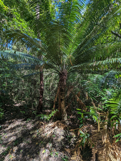 Palmenfarn (Cycas glauca)