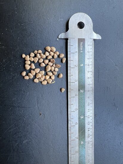 Guave (Psidium guajava)