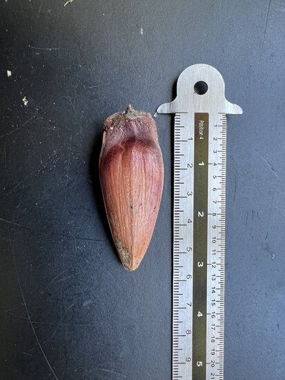 Paran&aacute;-Kiefer (Araucaria angustifolia)