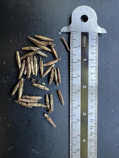 Plumbago (Plumbago auriculata)