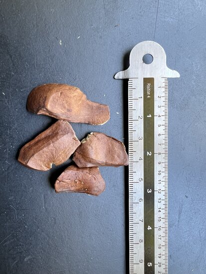 Mahagoni (Swietenia mahagoni)