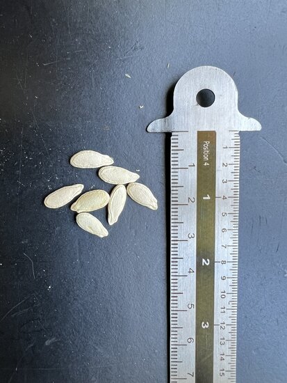 Wachsk&uuml;rbis (Benincasa hispida)