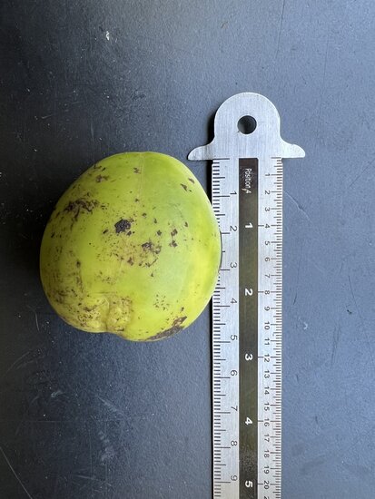 Australische Kastanie (Castanospermum australe)