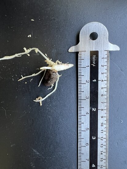 Aronstab (Amorphophallus gigas)