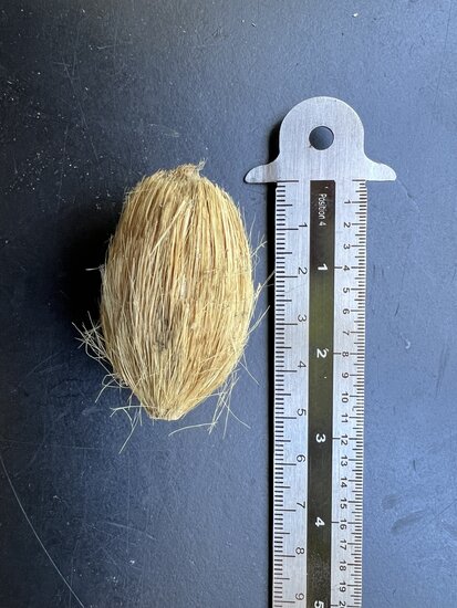 Betelpalme (Areca catechu)