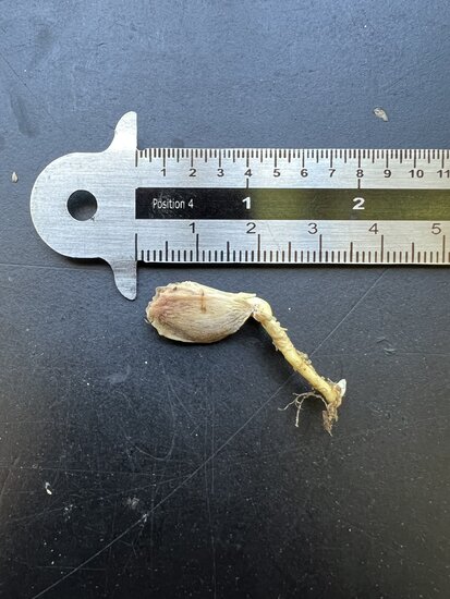 Pampelmuse (Citrus maxima)