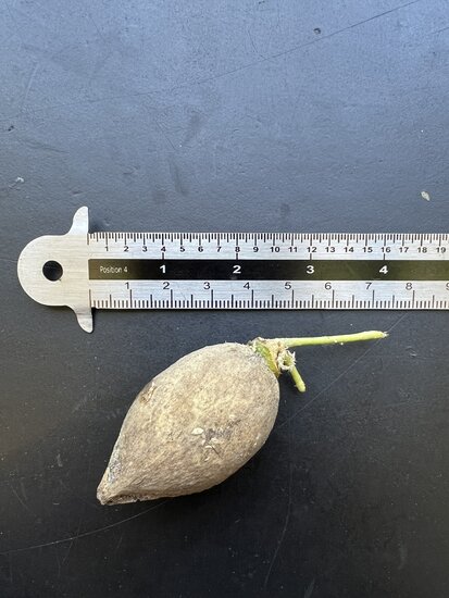 Palmenfarn (Cycas glauca)