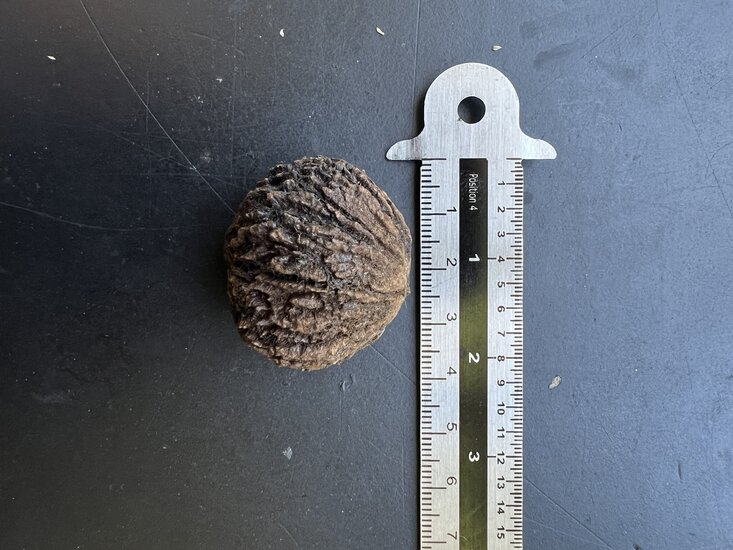 Schwarze Walnuss (Juglans nigra)