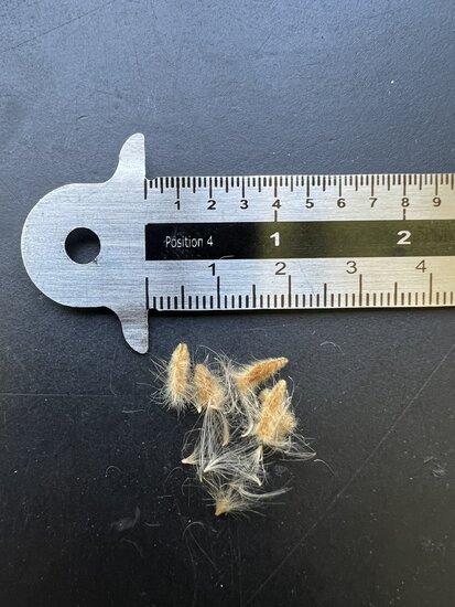 Oleander (Nerium oleander)