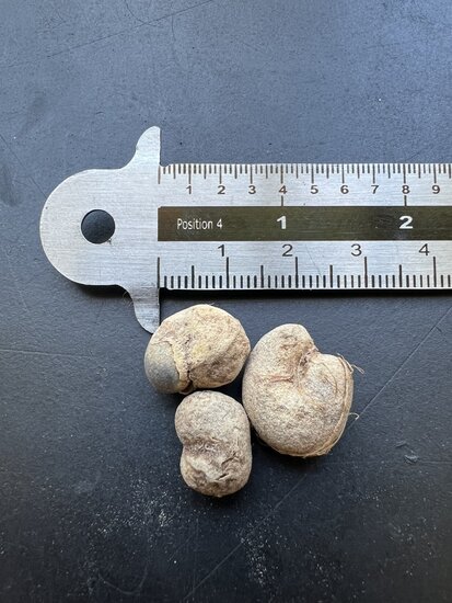 Za-Baobab (Adansonia za)