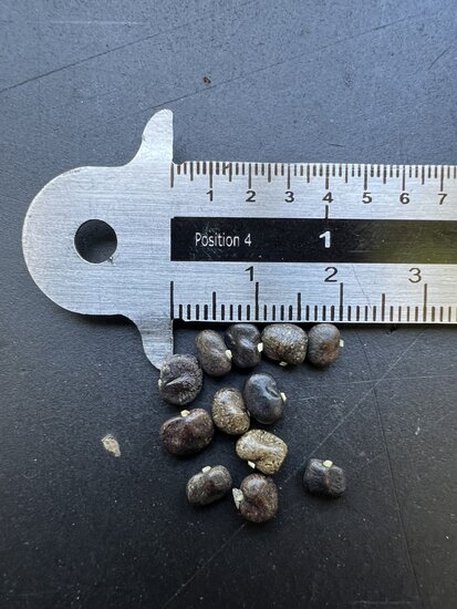 Schmetterlingswicke (Clitoria ternatea)