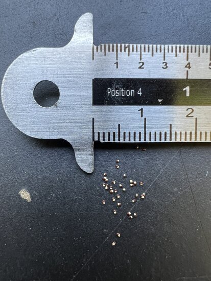 Blossfeldia (Blossfeldia liliputana)