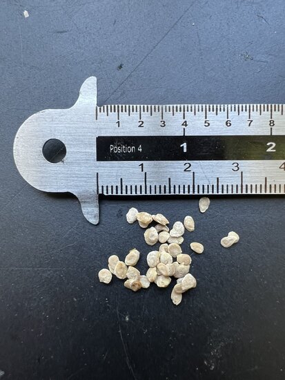 Wilde Tomate (Solanum pimpinellifolium)