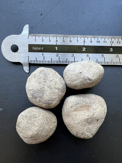 Marula (Sclerocarya birrea ssp. caffra)