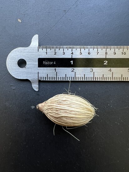 Manilla-Palme (Veitchia merrillii)