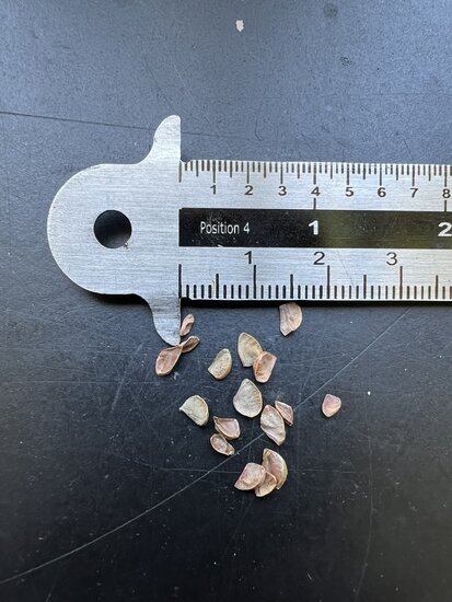 Hongkong-Rose (Rhodoleia championii)