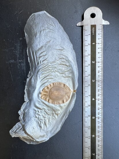 Javanische Gurke (Alsomitra macrocarpa)