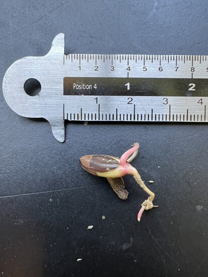 Wunderbeere (Synsepalum dulcificum)