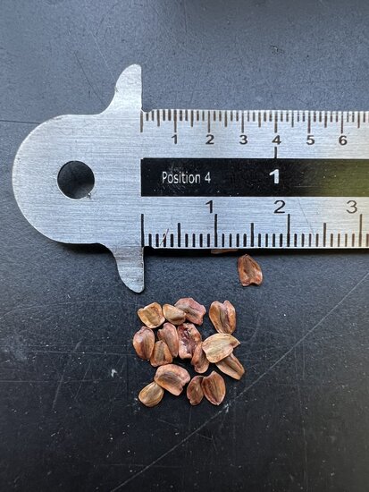 K&uuml;stenmammutbaum (Sequoia sempervirens)