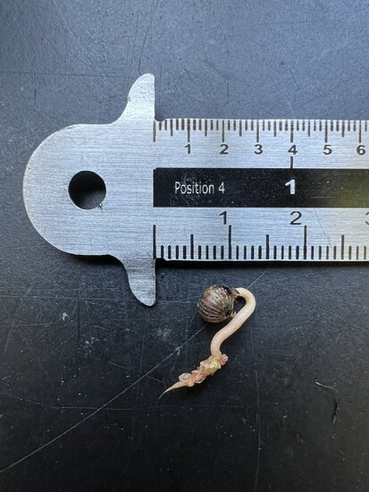 Dinosaurierpflanze (Labisia sp. &#039;Dino&#039;)