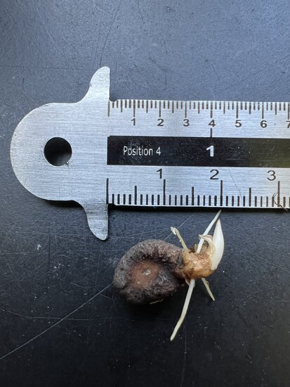 Aronstab (Amorphophallus raungense)