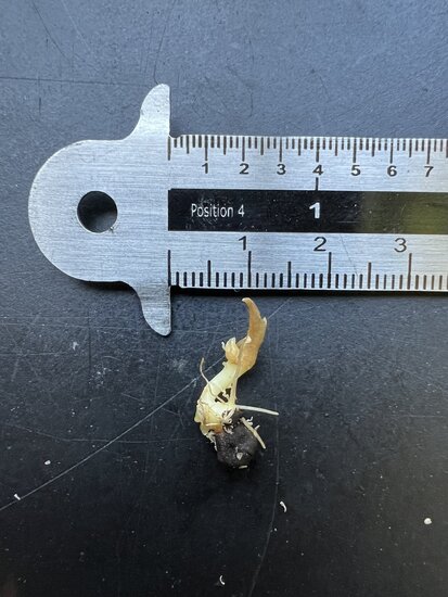 Alocasia (Alocasia wongii)