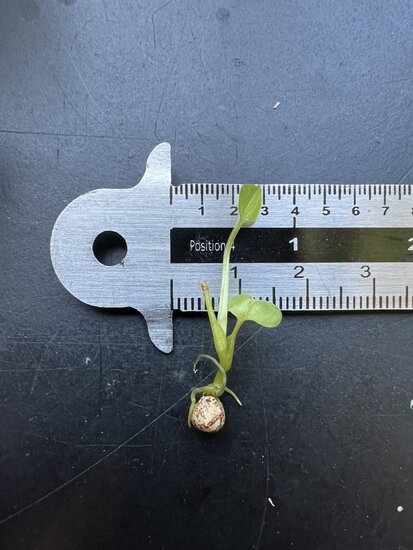 Cyrtosperma (Cyrtosperma macrotum)