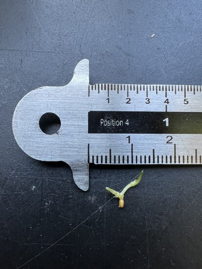 Anthurium (Anthurium bakeri)