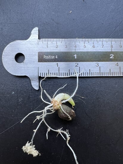 Aronstab (Amorphophallus borneensis)