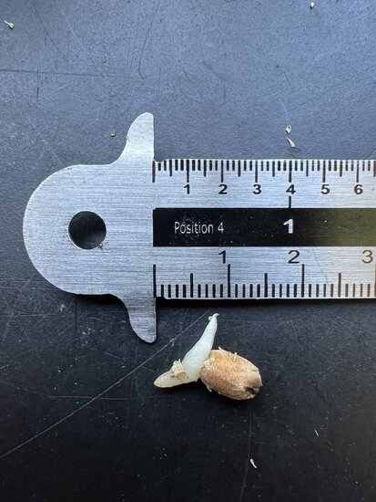 Finger-Anthurium (Anthurium pedatoradiatum)