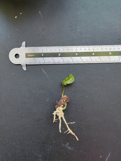 Gowok (Syzygium polycephalum)