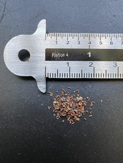 Zuckereukalyptus (Eucalyptus viminalis)