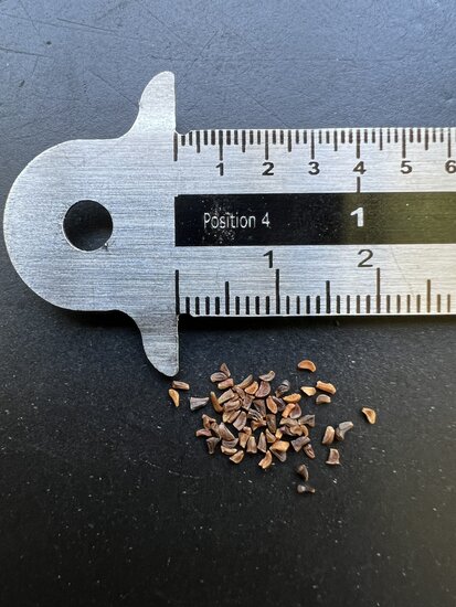 Tasmanischer Schneeeukalyptus (Eucalyptus coccifera)