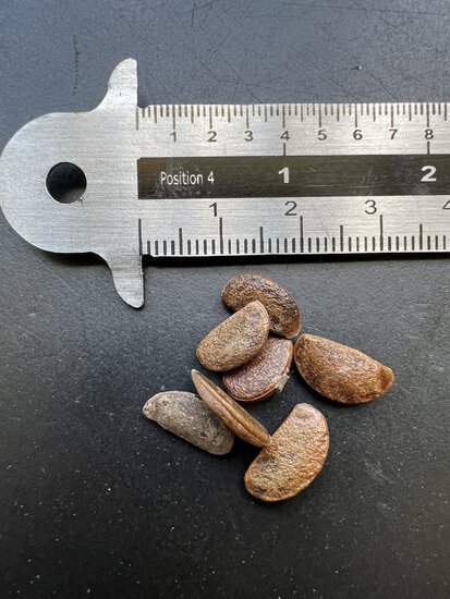 Lotusbaum (Diospyros lotus)