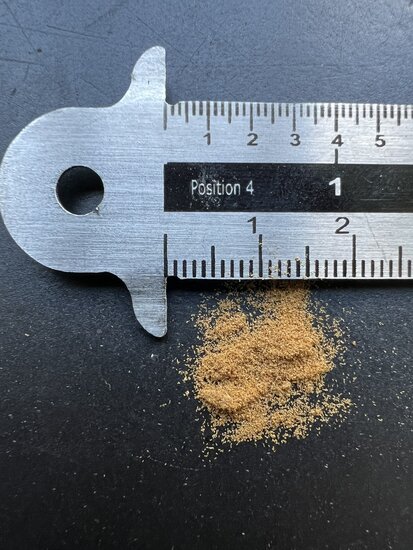 Tasmanischer Baumfarn (Dicksonia antarctica)