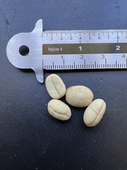 Zwergkaffee (Coffea arabica &#039;nana&#039;)