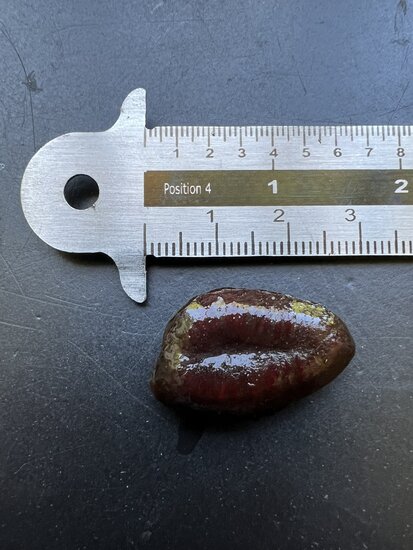 Pawpaw (Asimina triloba)