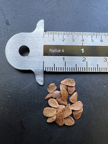 Chinesischer Ton (Toona sinensis)