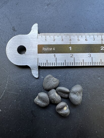 Violette Magnolie (Magnolia liliiflora)