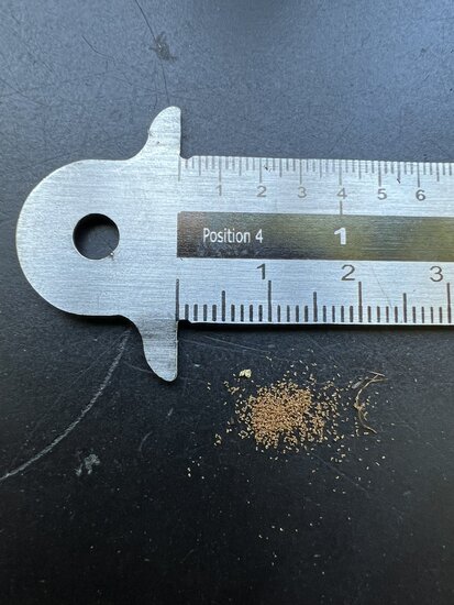 Norfolk-Baumfarn (Cyathea brownii)