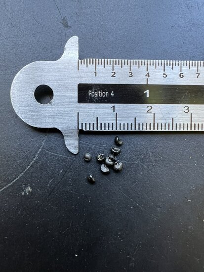 Bergpalme (Cordyline indivisa)