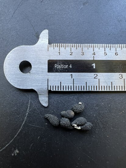 Waldlilie (Veltheimia bracteata)