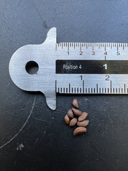 Wei&szlig;e Fledermausblume (Tacca integrifolia)