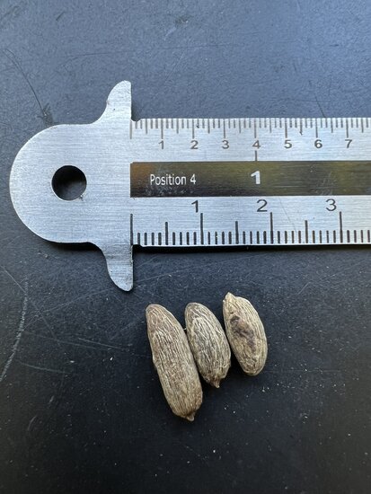 Spindelpalme (Hyophorbe verschaffeltii)