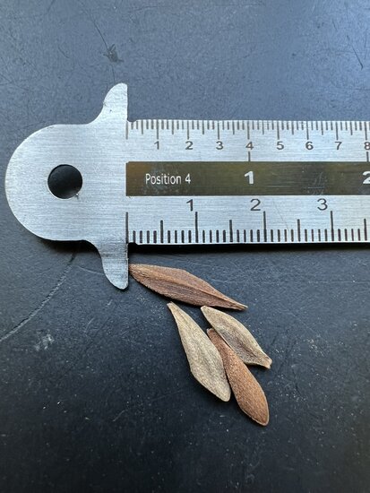 Nepalesische Trompetenblume (Beaumontia grandiflora)