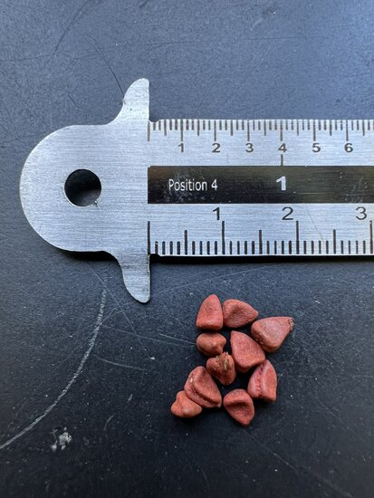 Orleaanbaum (Bixa orellana)